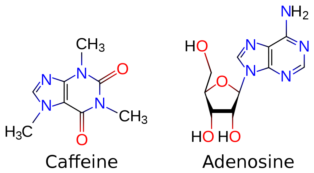 Kafein ve Adenozinin Yapıları
